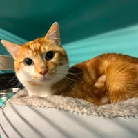 basik, chat à adopter