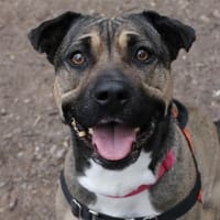 KIRA, chienne à adopter