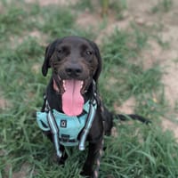 HAVA VAA, chienne à adopter