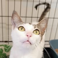 Marina, chatte à adopter