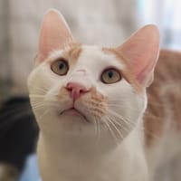 Sharko, chat à adopter