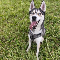 MEEKO VAA24314, chien à adopter