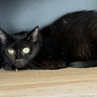 Bagheera CAB5730, chatte à adopter