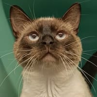 Yookie, chat à adopter