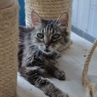 Lys, chatte à adopter