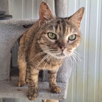 Léa, chatte à adopter