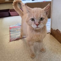 Scott, chat à adopter