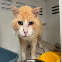 KIT KAT, chat à adopter