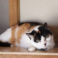 Emeraude, chatte à adopter
