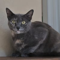 Daisy, chatte à adopter