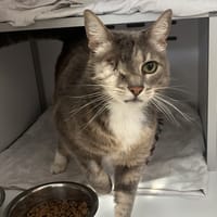 Tigrou, chat à adopter