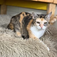 Isil CAB5537, chatte à adopter