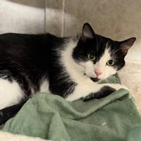 Oslo CAB5406, chat à adopter