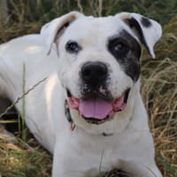Naïka, chienne à adopter