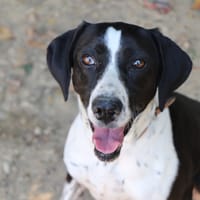 Rita, chienne à adopter
