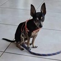 Ziggy, le père tranquille, chien à adopter