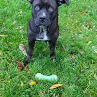 Paty, le rayon de douceur, chienne à adopter
