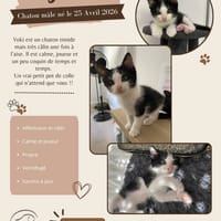 Yoki, chat à adopter