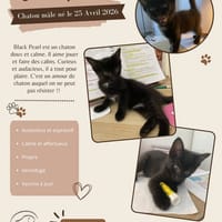 Black Pearl, chat à adopter