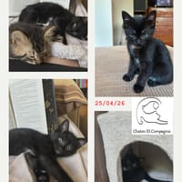 Kumiko, chatte à adopter