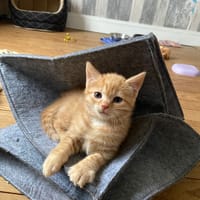 bankie, chatte à adopter