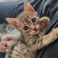 YUKINO, chatte à adopter