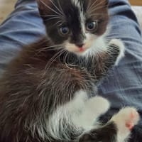 BAKÏ, chat à adopter