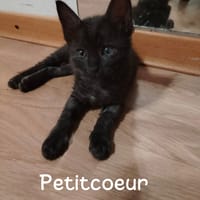 Petitcoeur, chat à adopter