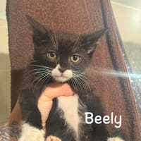 Beely, chat à adopter