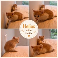 Helios, chat à adopter
