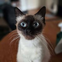 BRANETTE, chatte à adopter