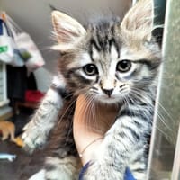 FLASH, chat à adopter
