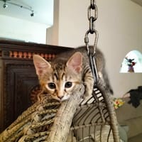 CALYPSO, chatte à adopter