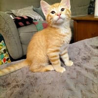 BILLIE, chat à adopter