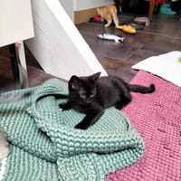 LUNA, chatte à adopter