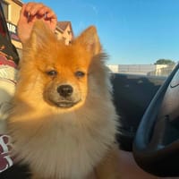 FOX, chien à adopter