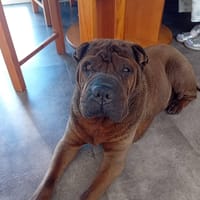 MYBOO, chien à adopter