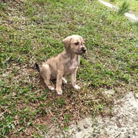 Un BIJOU en or !, chienne à adopter
