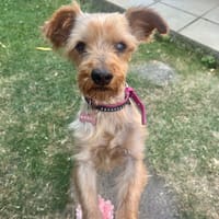 Cyane, chienne à adopter