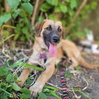 Leshka, chienne à adopter