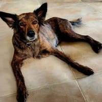 Zelda la câline, chienne à adopter