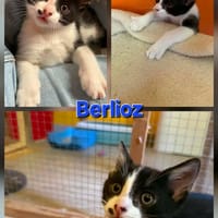 BERLIOZ, chat à adopter