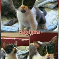 BAGHERA, chatte à adopter