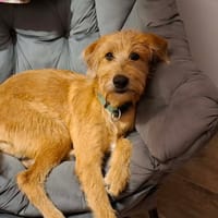 YOUPI un ami pour la vie, chien à adopter