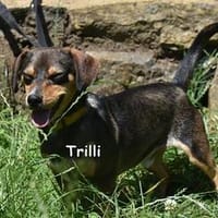 TRILLI, Hund zur Adoption