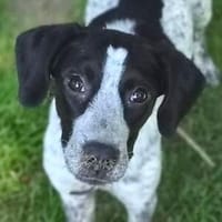 Kleine DOLLY, Hündin zur Adoption