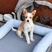 Herzensbrecher ❤Felix sucht seine Menschen, Hund zur Adoption