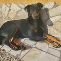 Nuts, traumhaft liebe Doberman Mix Hündin, Hündin zur Adoption
