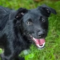 Zuckersüße LILLY, Hündin zur Adoption