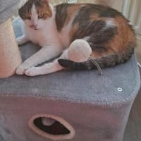 Luna wartet auf ein Zuhause für immer, Katze zur Adoption